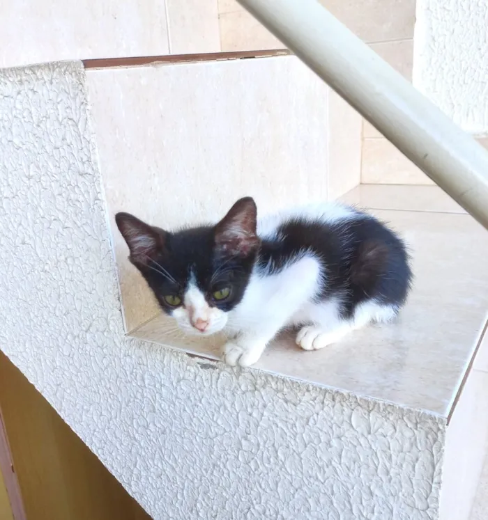 Gato raça SRD-ViraLata idade 2 a 6 meses nome Toffee bb2meses lindo 