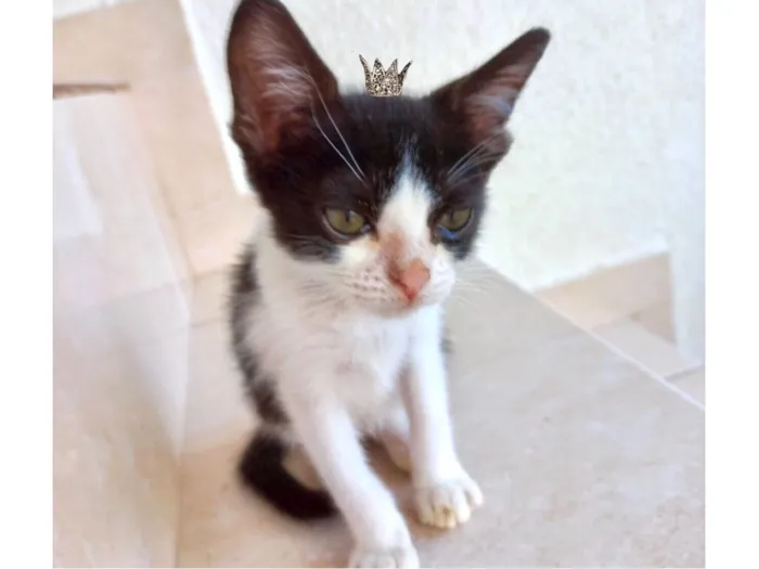 Toffee bb2meses lindo 