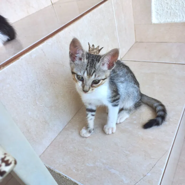 Gato raça SRD-ViraLata idade 2 a 6 meses nome Kimchi bb2meses lindo 