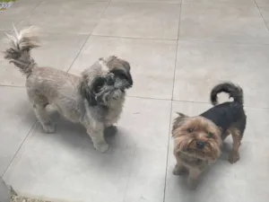 Cachorro raça Shitzu e YorkShire terrier 1 idade 5 anos nome Tokyo e Dublin 