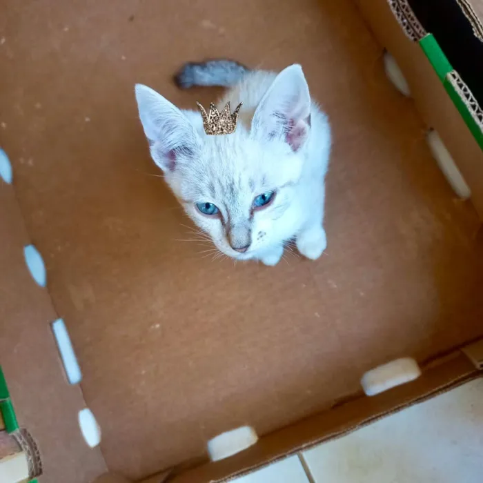 Gato raça SRD-ViraLata idade 2 a 6 meses nome Sky bb2meses lindo 