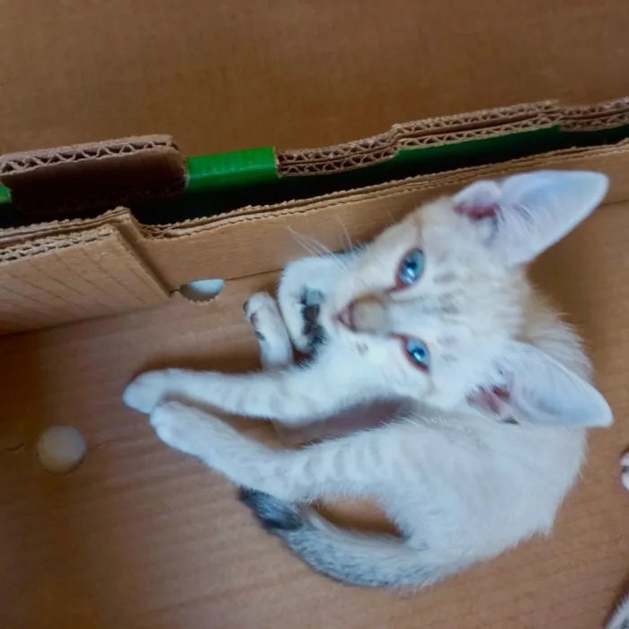 Gato raça SRD-ViraLata idade 2 a 6 meses nome Sky bb2meses lindo 