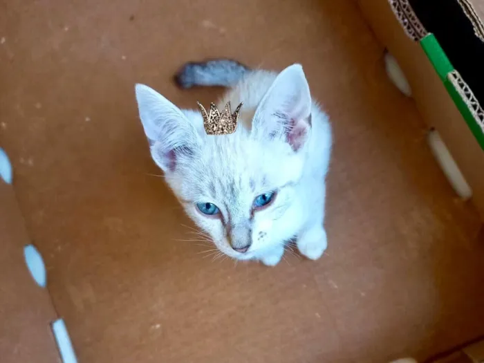 Gato raça SRD-ViraLata idade 2 a 6 meses nome Sky bb2meses lindo 