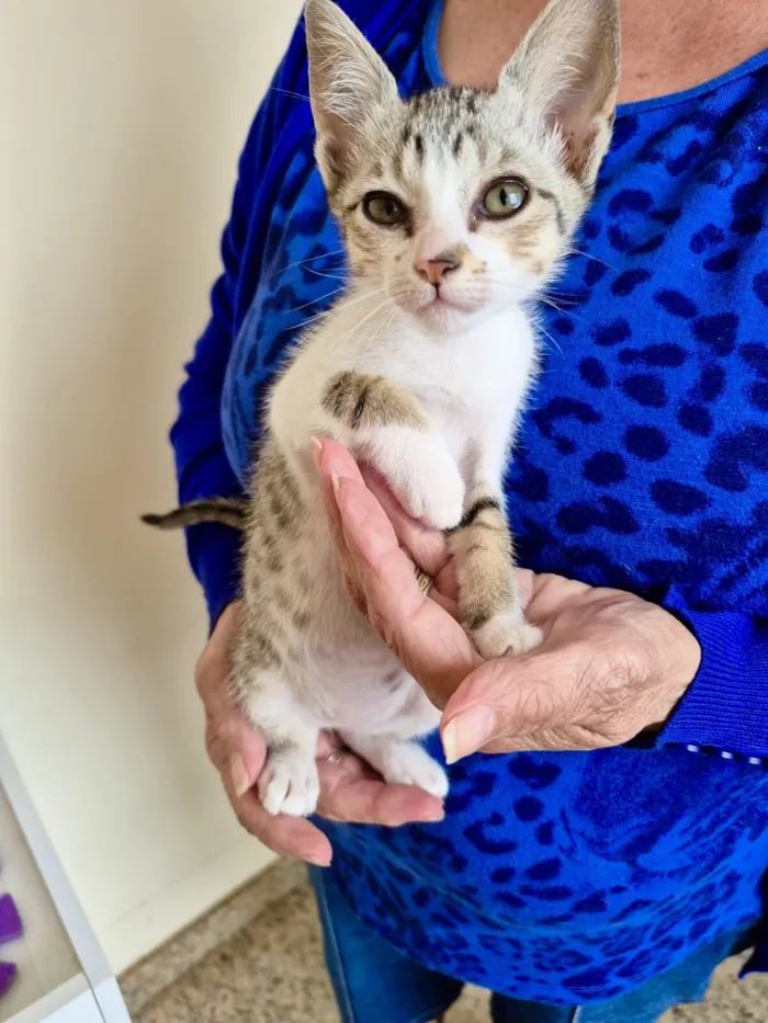 Gato raça SRD-ViraLata idade 2 a 6 meses nome Mochi bb2meses lindo 