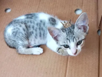 Gato raça SRD-ViraLata idade 2 a 6 meses nome Mochi bb2meses lindo 