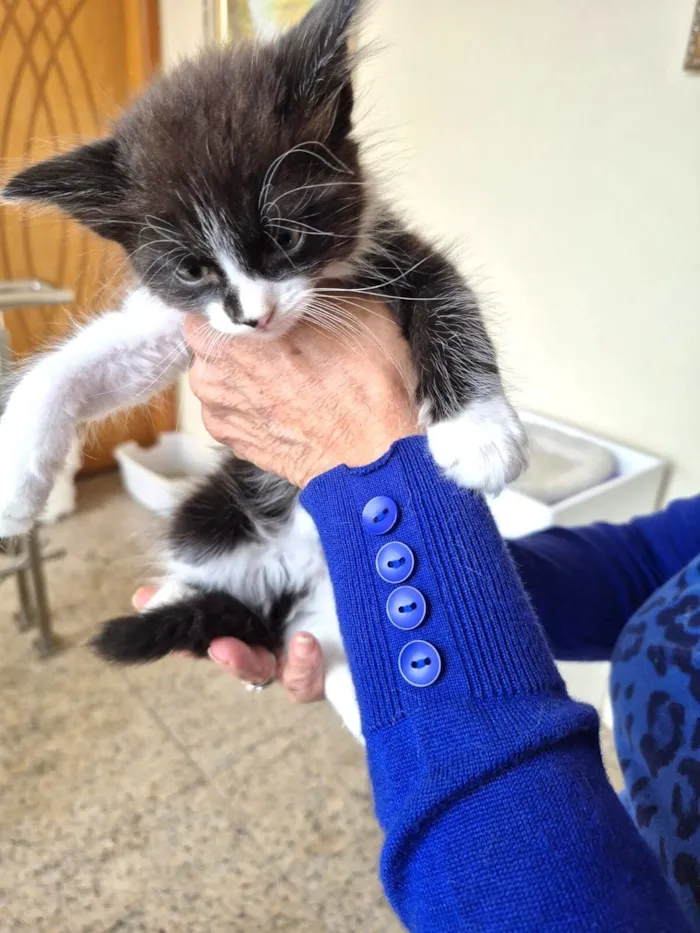 Gato raça SRD-ViraLata idade 2 a 6 meses nome Nori bb2meses lindo pelo longo 