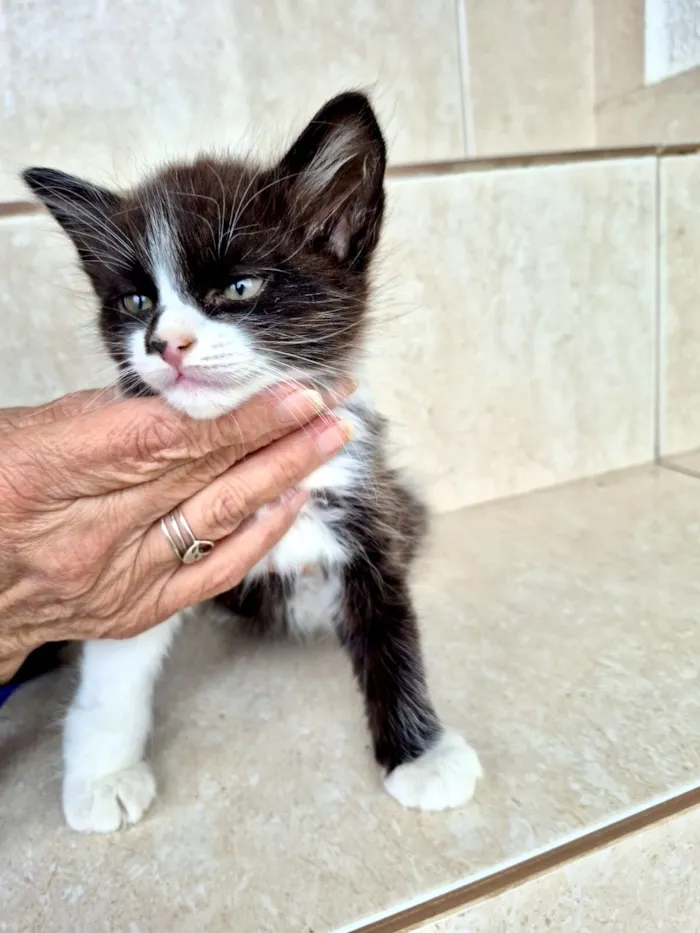 Gato raça SRD-ViraLata idade 2 a 6 meses nome Nori bb2meses lindo pelo longo 