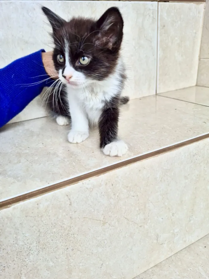 Gato raça SRD-ViraLata idade 2 a 6 meses nome Nori bb2meses lindo pelo longo 