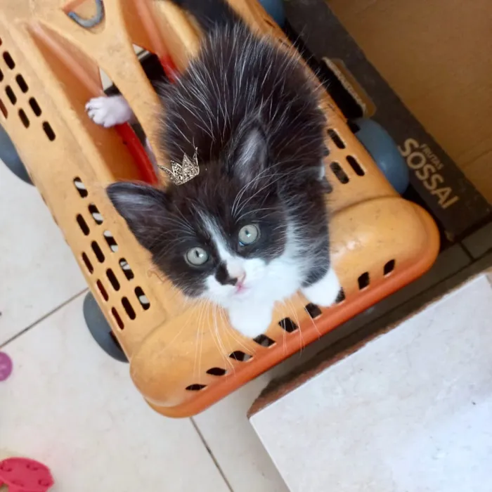 Gato raça SRD-ViraLata idade 2 a 6 meses nome Nori bb2meses lindo pelo longo 