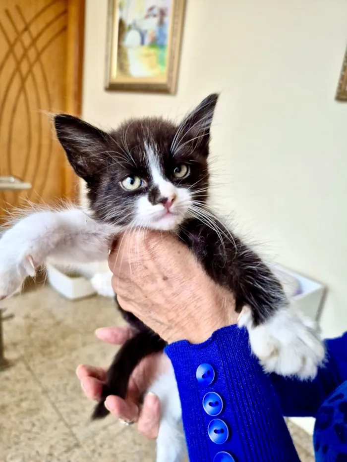 Gato raça SRD-ViraLata idade 2 a 6 meses nome Nori bb2meses lindo pelo longo 