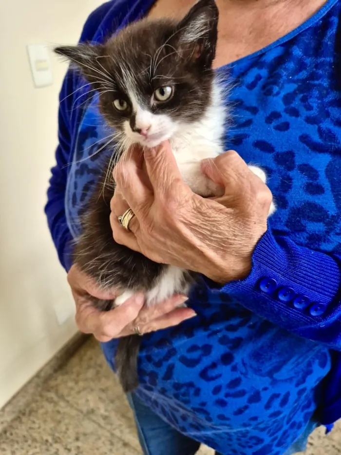 Gato raça SRD-ViraLata idade 2 a 6 meses nome Nori bb2meses lindo pelo longo 