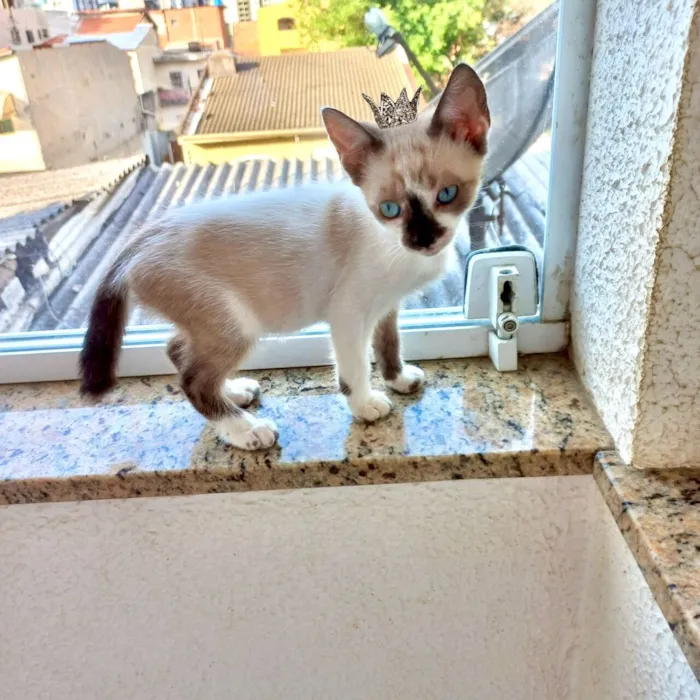 Gato raça SRD-ViraLata idade Abaixo de 2 meses nome Yin bb2meses lindo 