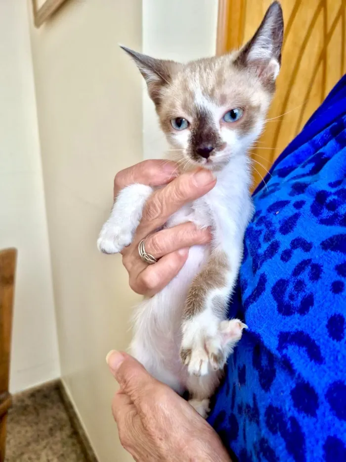 Gato raça SRD-ViraLata idade Abaixo de 2 meses nome Yin bb2meses lindo 