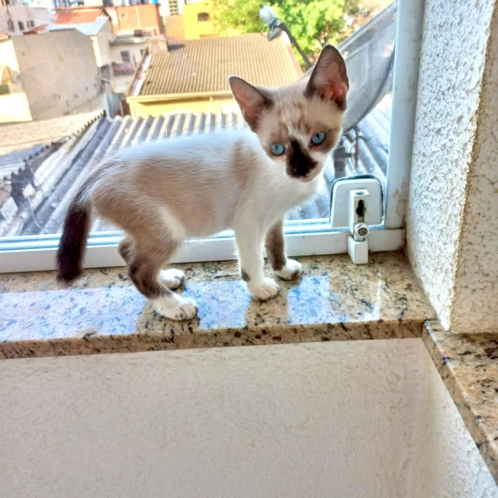 Gato raça SRD-ViraLata idade Abaixo de 2 meses nome Yin bb2meses lindo 