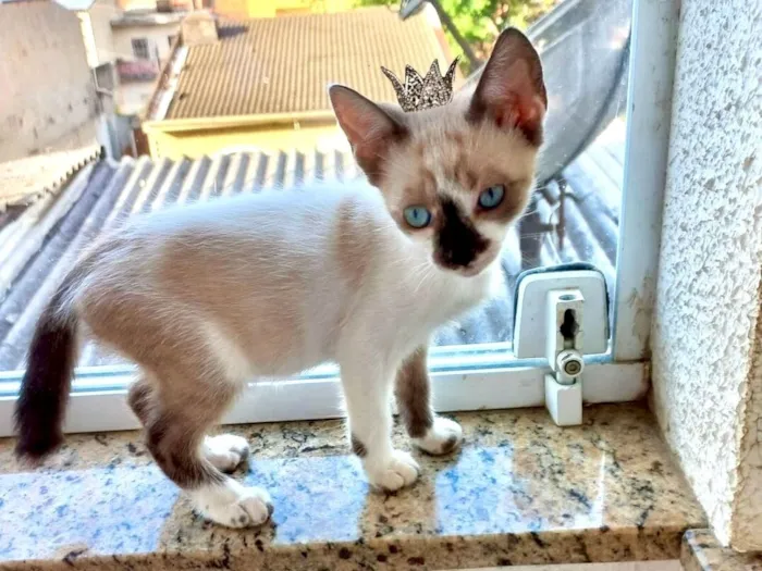 Gato raça SRD-ViraLata idade Abaixo de 2 meses nome Yin bb2meses lindo 