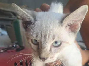 Gato raça SRD-ViraLata idade 2 a 6 meses nome Guinho