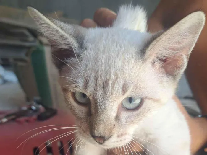 Gato raça SRD-ViraLata idade 2 a 6 meses nome Guinho