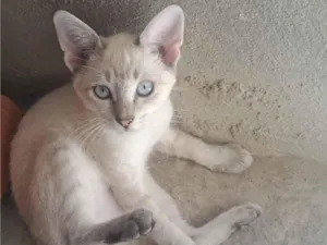 Gato raça SRD-ViraLata idade 2 a 6 meses nome Dinho