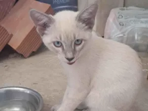 Gato raça SRD-ViraLata idade 2 a 6 meses nome Ninho