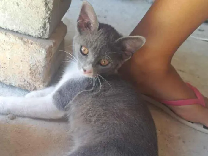 Gato raça SRD-ViraLata idade 2 a 6 meses nome Jubiléia