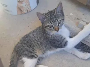 Gato raça SRD-ViraLata idade 2 a 6 meses nome Léia
