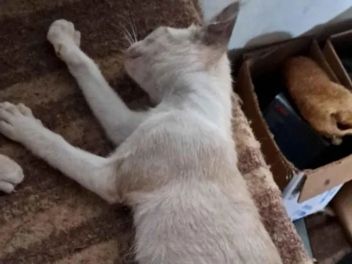 Gato raça Exótico idade 2 a 6 meses nome Branquinho 