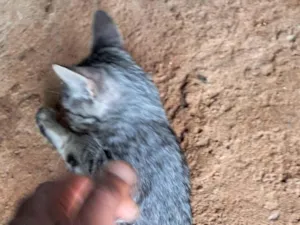 Gato raça Exótico idade 2 a 6 meses nome Cinza