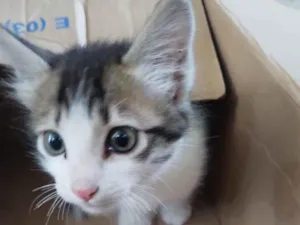 Gato raça SRD-ViraLata idade 2 a 6 meses nome Sem Nome