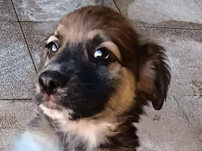 Cachorro raça SRD-ViraLata idade Abaixo de 2 meses nome Môgôdim 1