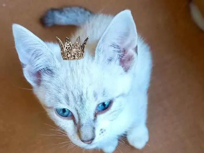Gato raça SRD-ViraLata idade 2 a 6 meses nome Sky bb2meses lindo 