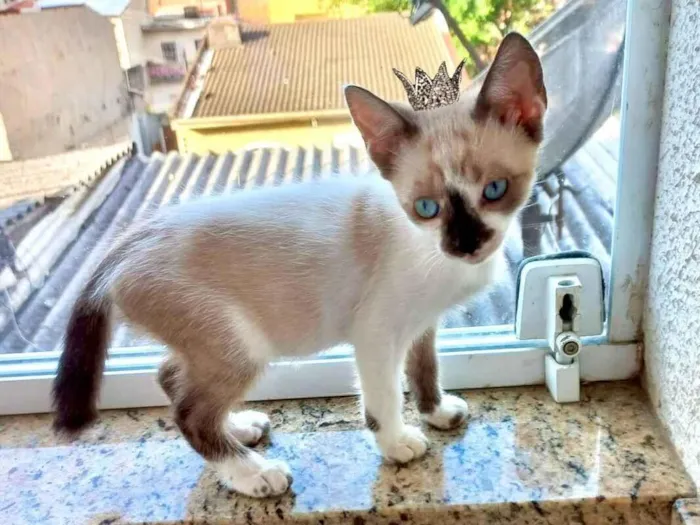 Gato raça SRD-ViraLata idade Abaixo de 2 meses nome Yin bb2meses lindo 