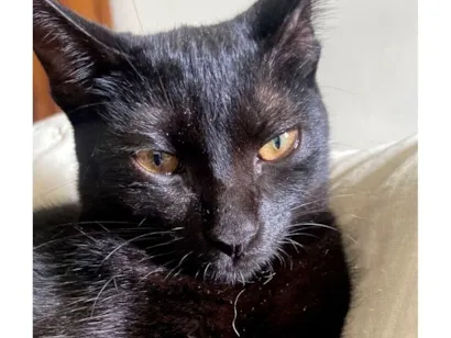 Gato raça SRD-ViraLata idade 7 a 11 meses nome Breu