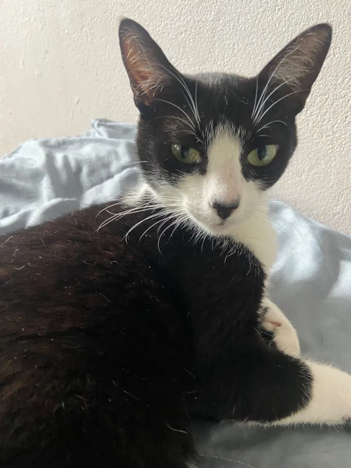 Gato raça SRD-ViraLata idade 7 a 11 meses nome Cristina