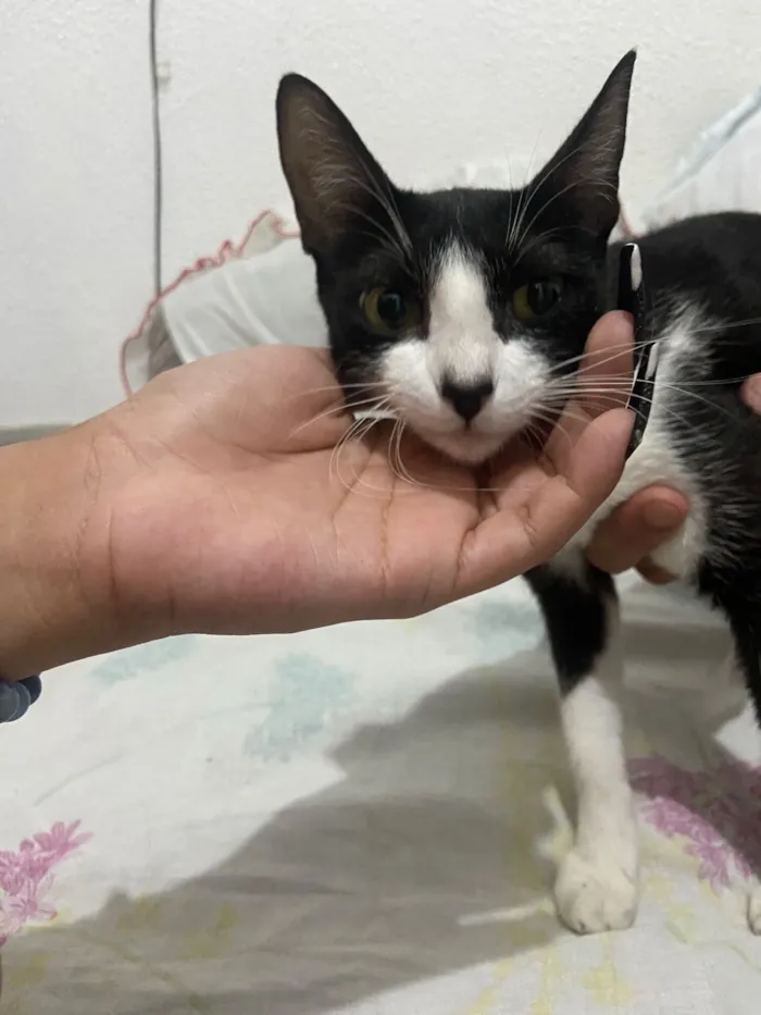 Gato raça SRD-ViraLata idade 7 a 11 meses nome Cristina