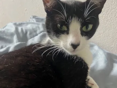 Gato raça SRD-ViraLata idade 7 a 11 meses nome Cristina