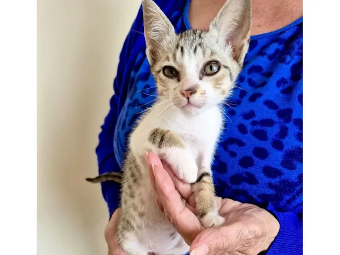 Gato raça SRD-ViraLata idade 2 a 6 meses nome Mochi bb2meses lindo 