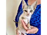 Gato raça SRD-ViraLata idade 2 a 6 meses nome Mochi bb2meses lindo 