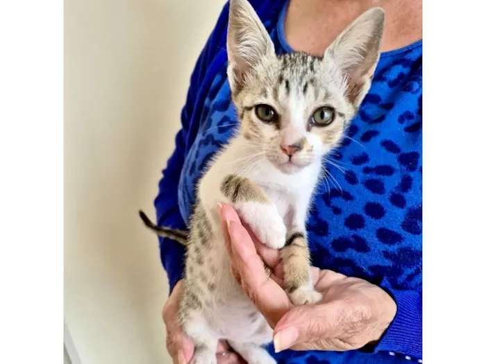 Gato raça SRD-ViraLata idade 2 a 6 meses nome Mochi bb2meses lindo 