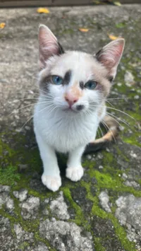 Gato raça SRD-ViraLata idade 2 a 6 meses nome Sem nome 