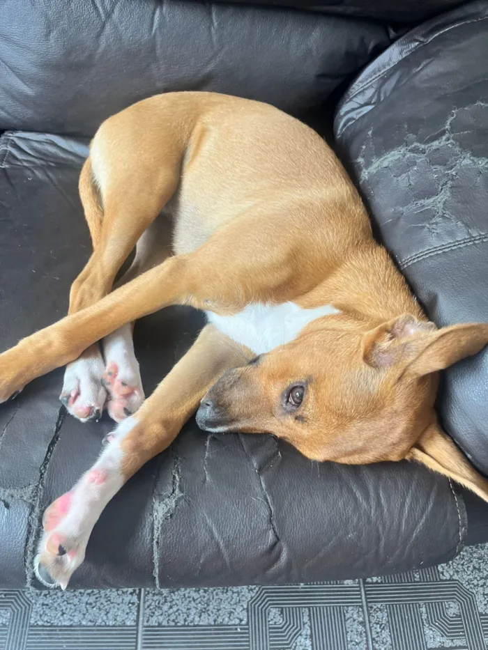 Cachorro raça SRD-ViraLata idade 2 a 6 meses nome Kayla