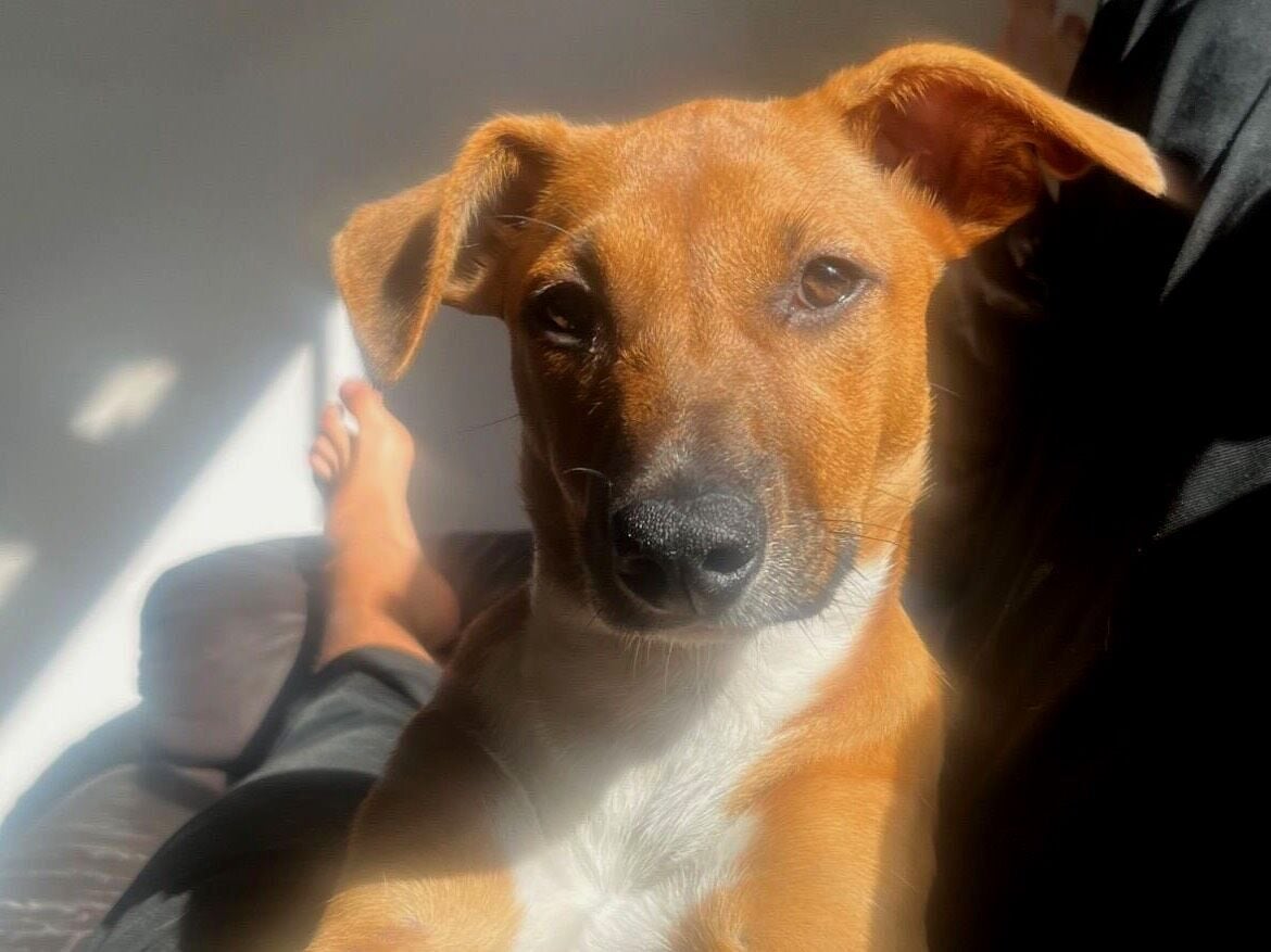 Cachorro raça SRD-ViraLata idade 2 a 6 meses nome Kayla