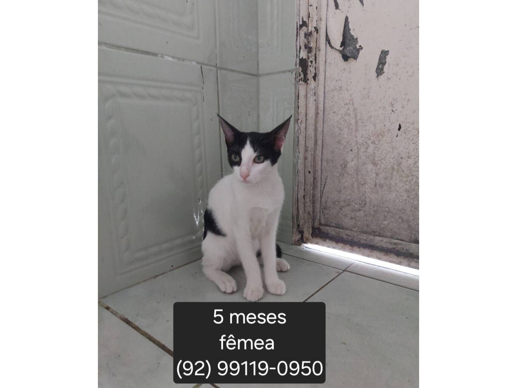 Gato raça SRD-ViraLata idade 2 a 6 meses nome Cruella