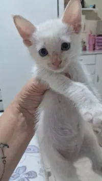 Gato raça SRD-ViraLata idade 2 a 6 meses nome Chantilly