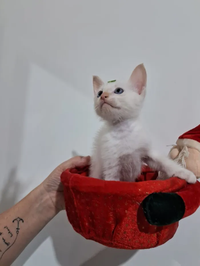 Gato raça SRD-ViraLata idade 2 a 6 meses nome Chantilly