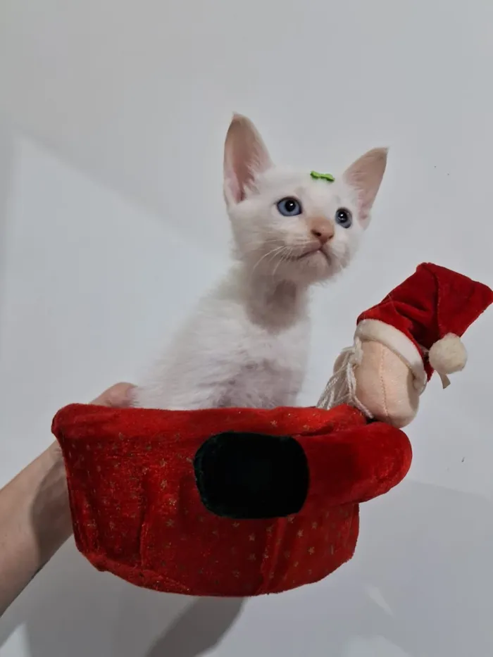 Gato raça SRD-ViraLata idade 2 a 6 meses nome Chantilly