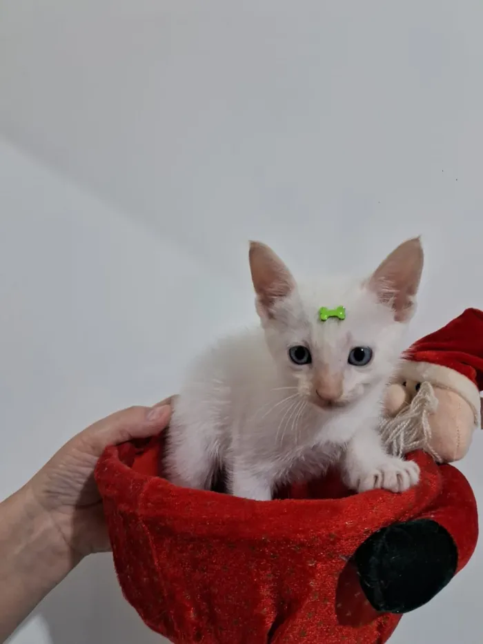 Gato raça SRD-ViraLata idade 2 a 6 meses nome Chantilly