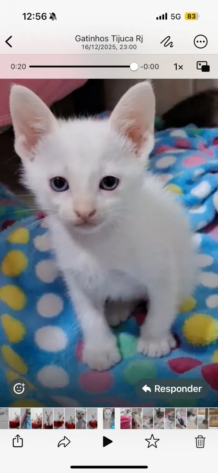 Gato raça SRD-ViraLata idade 2 a 6 meses nome Chantilly