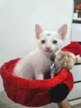 Gato raça SRD-ViraLata idade 2 a 6 meses nome Chantilly