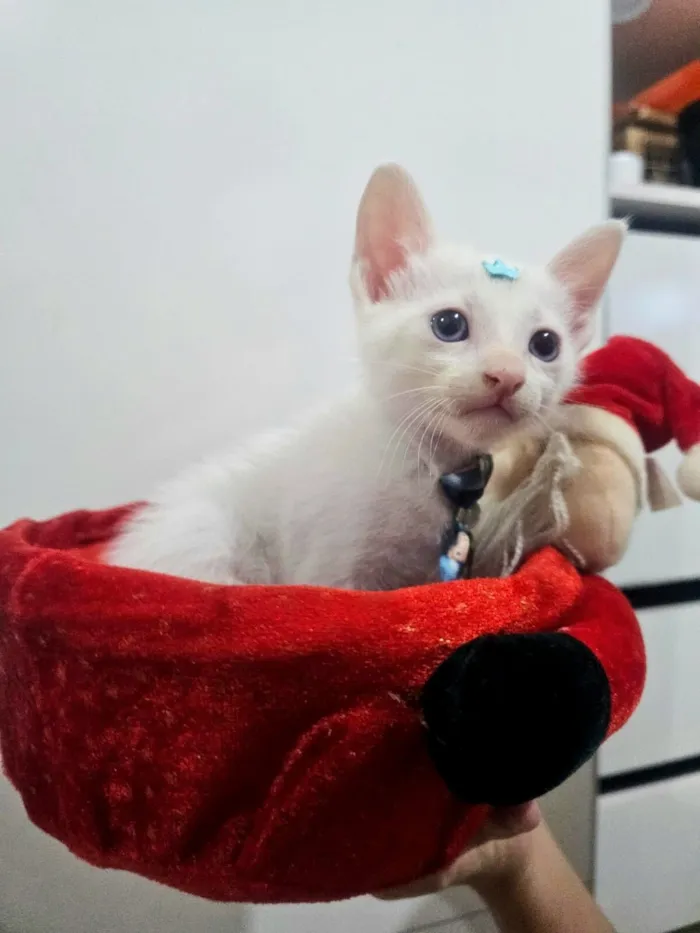 Gato raça SRD-ViraLata idade 2 a 6 meses nome Chantilly