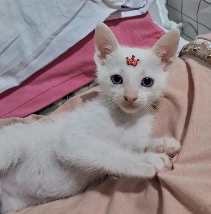 Gato raça SRD-ViraLata idade 2 a 6 meses nome Chantilly